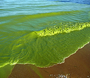 Green water of Lake Erie, caused by a summer algae bloom.